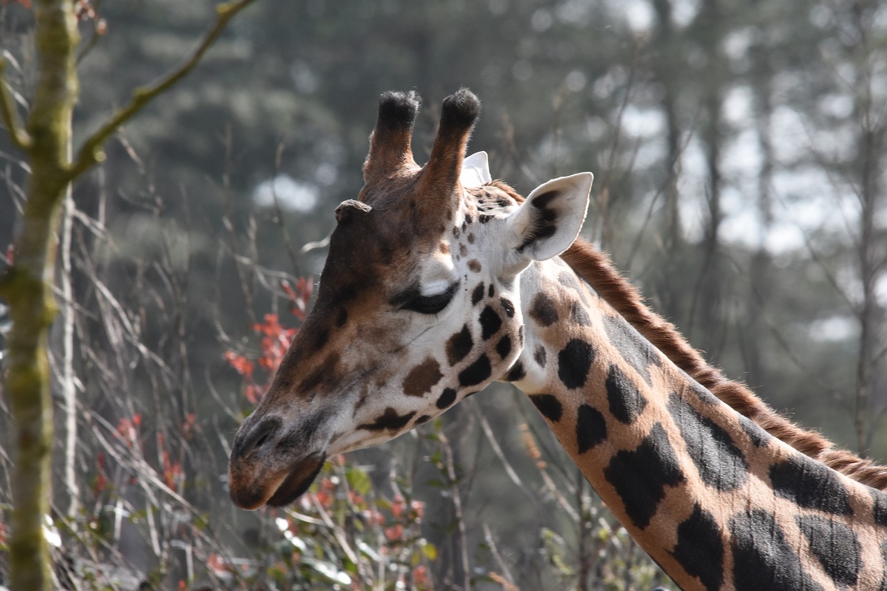 nature wildlife animal kingdom free photo