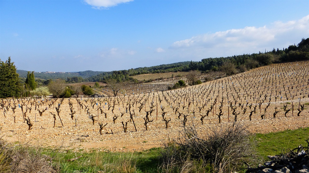 nature vine agro-industry free photo