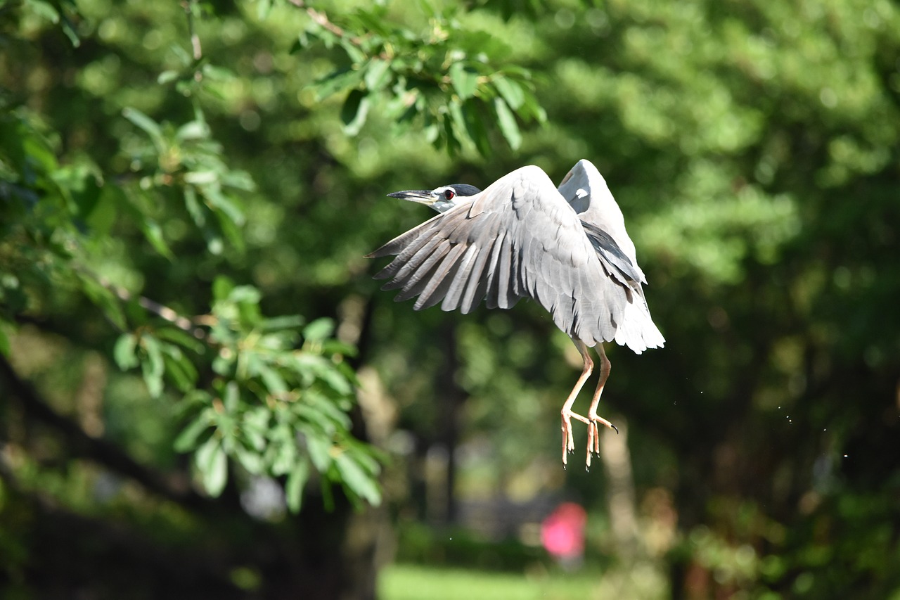 nature bird outdoors free photo