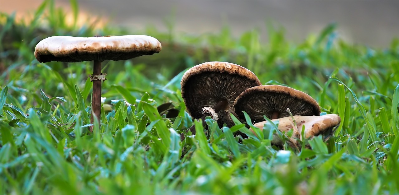 nature grass mushroom free photo
