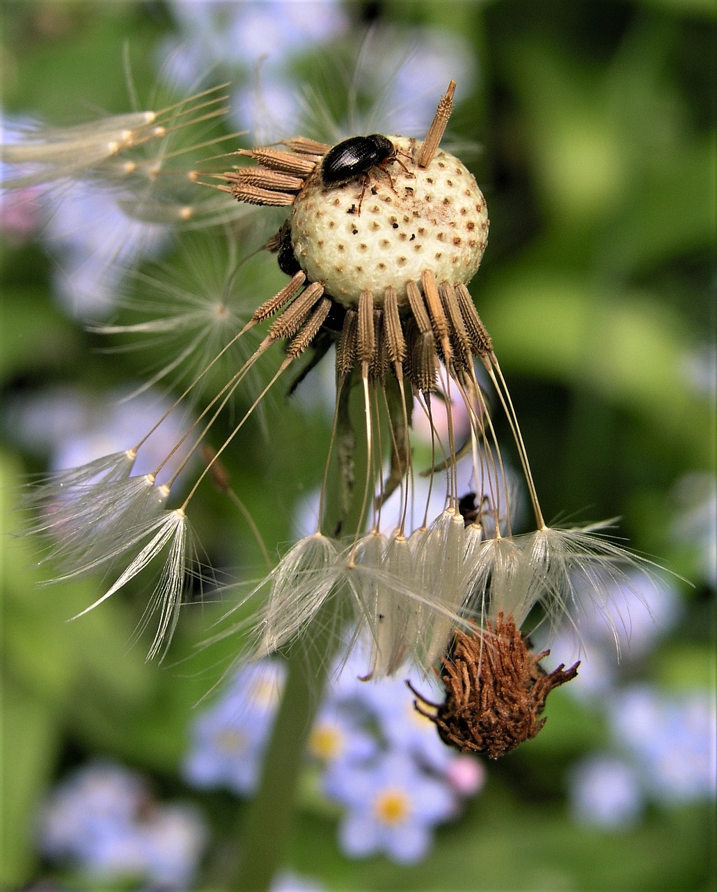 nature outdoors closeup free photo