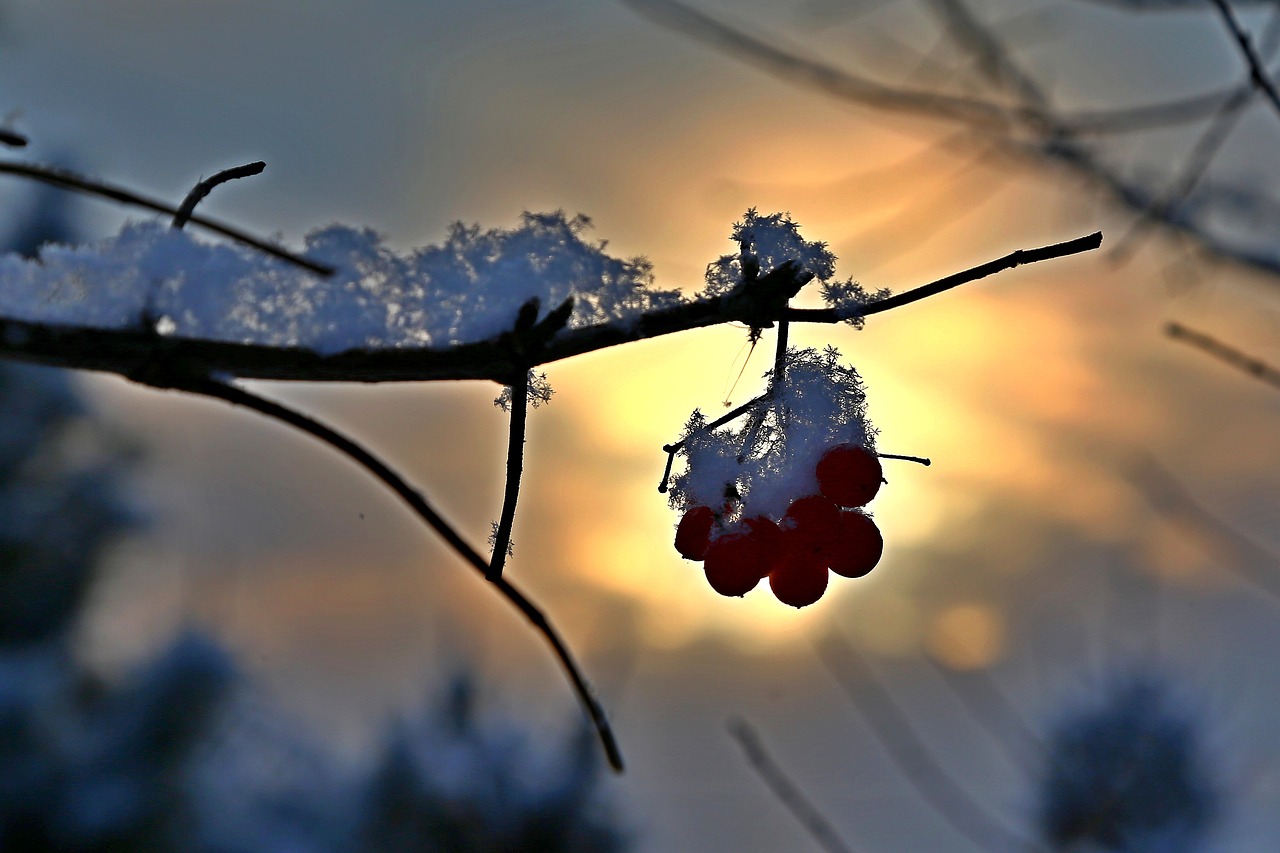 nature outdoors winter free photo