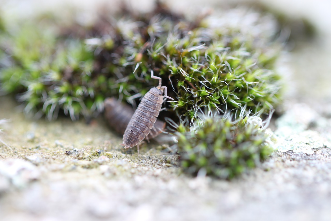 nature petit close up free photo