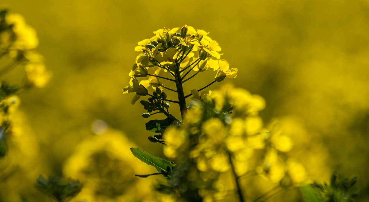 nature flower plant free photo