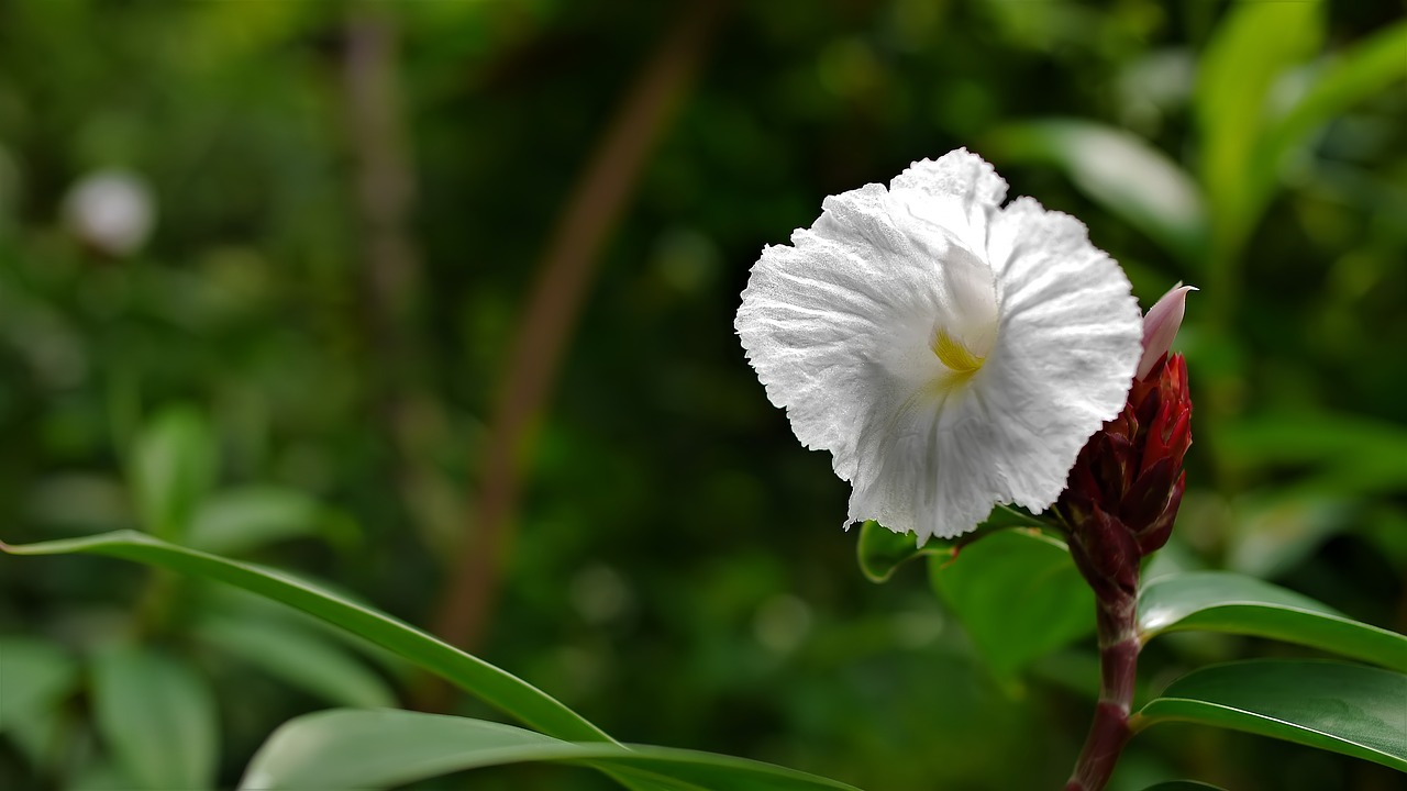 nature flora flower free photo