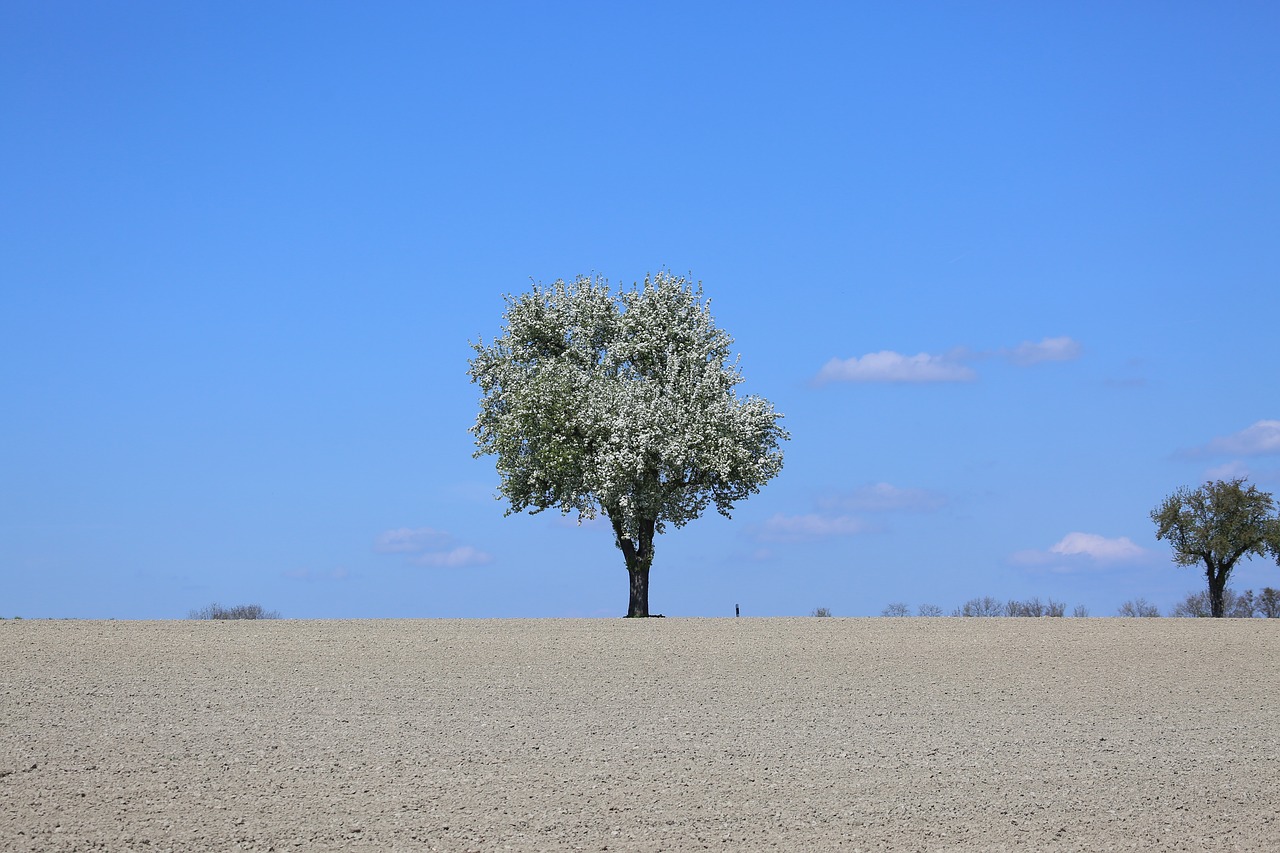 nature tree landscape free photo