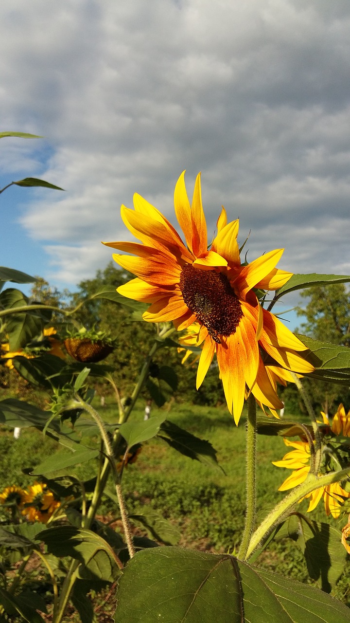 nature summer plant free photo