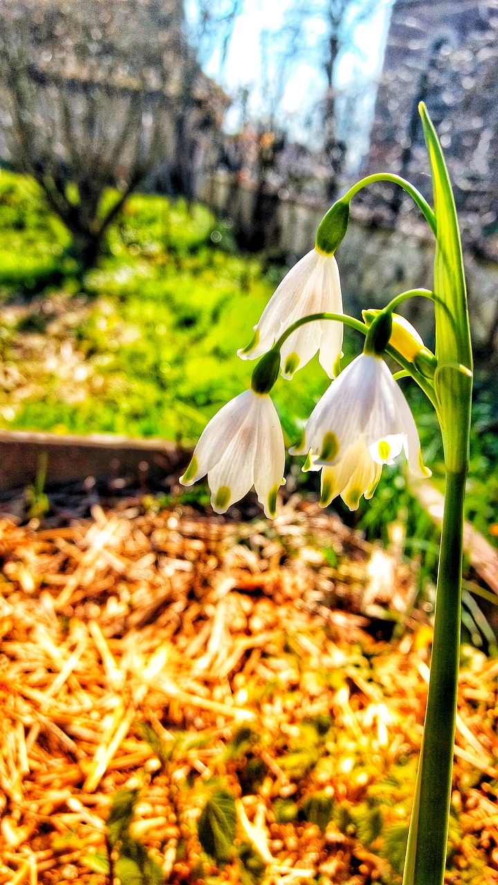 nature flora leaf free photo