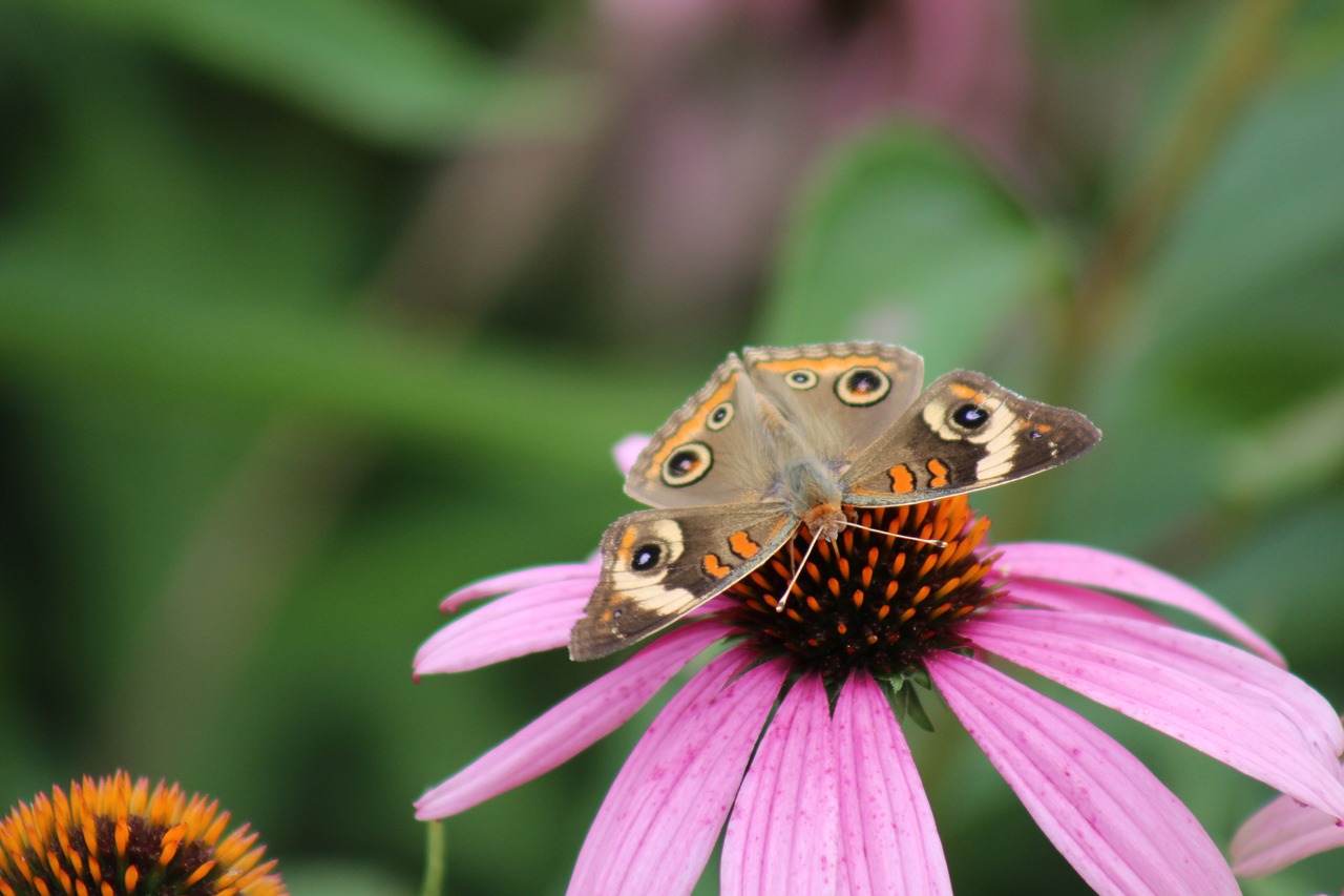 nature insect outdoors free photo