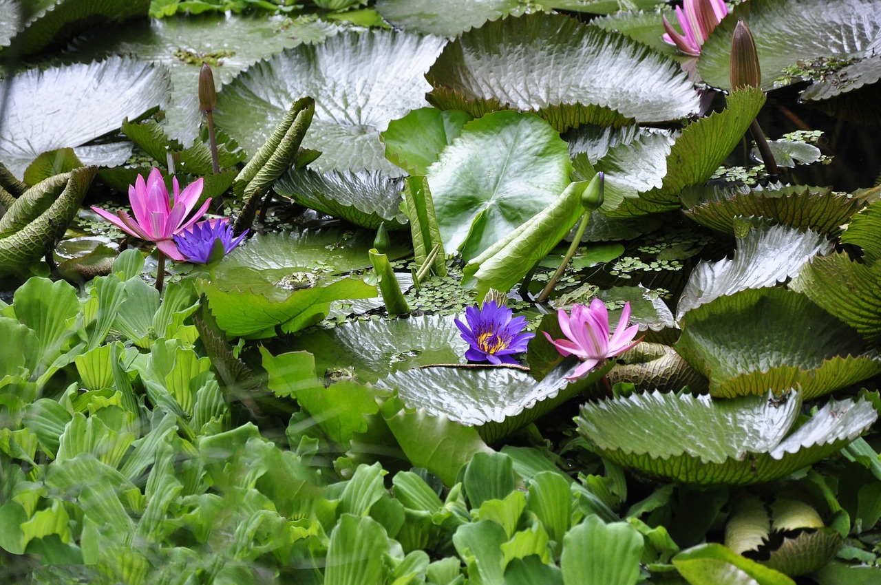 nature flower leaf free photo