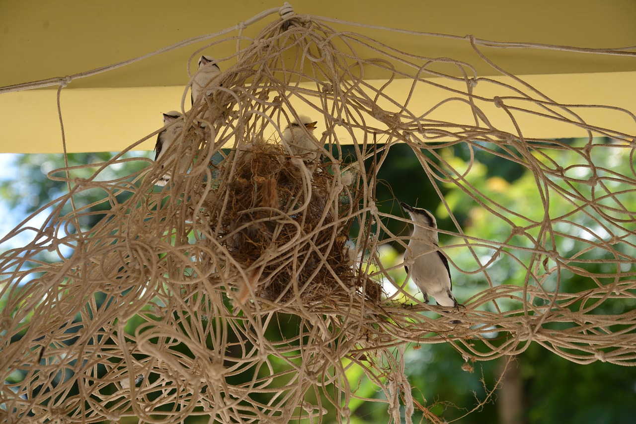nature nest bird free photo