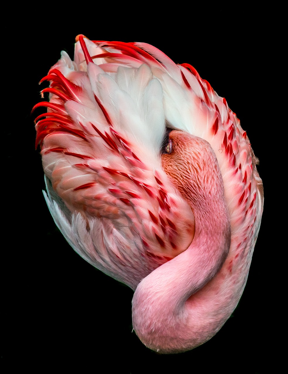 nature flamingo isolated free photo