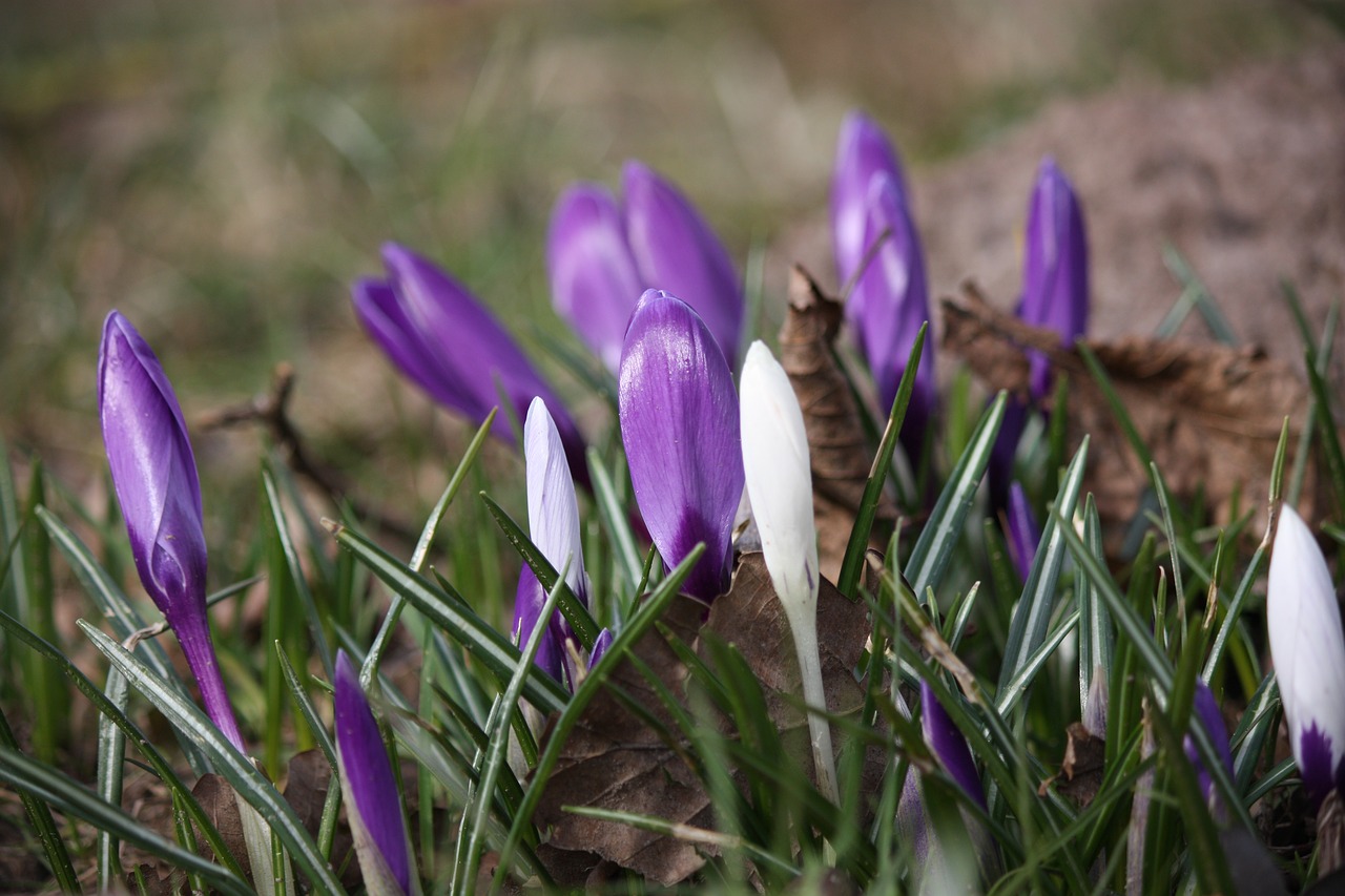 nature plant season free photo