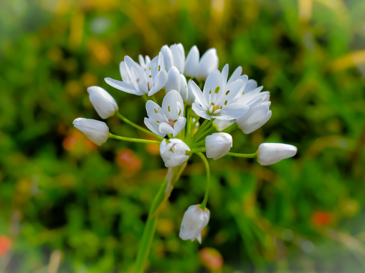 nature flower flora free photo