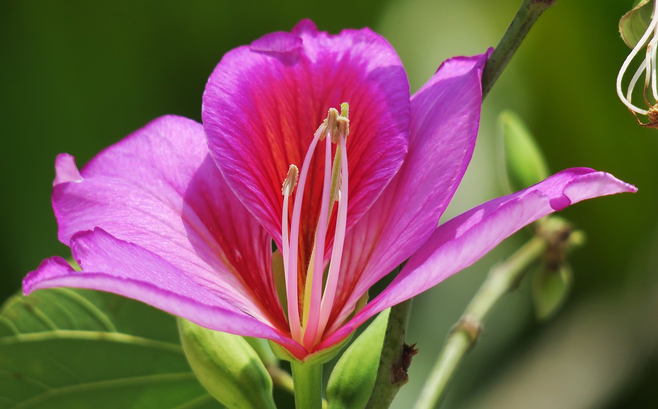 nature flower plant free photo