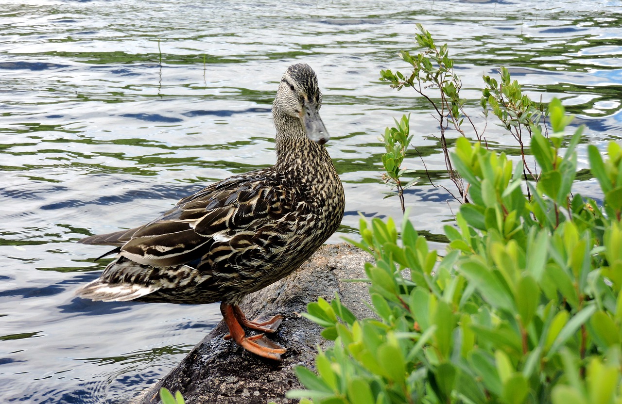 nature bird animal free photo