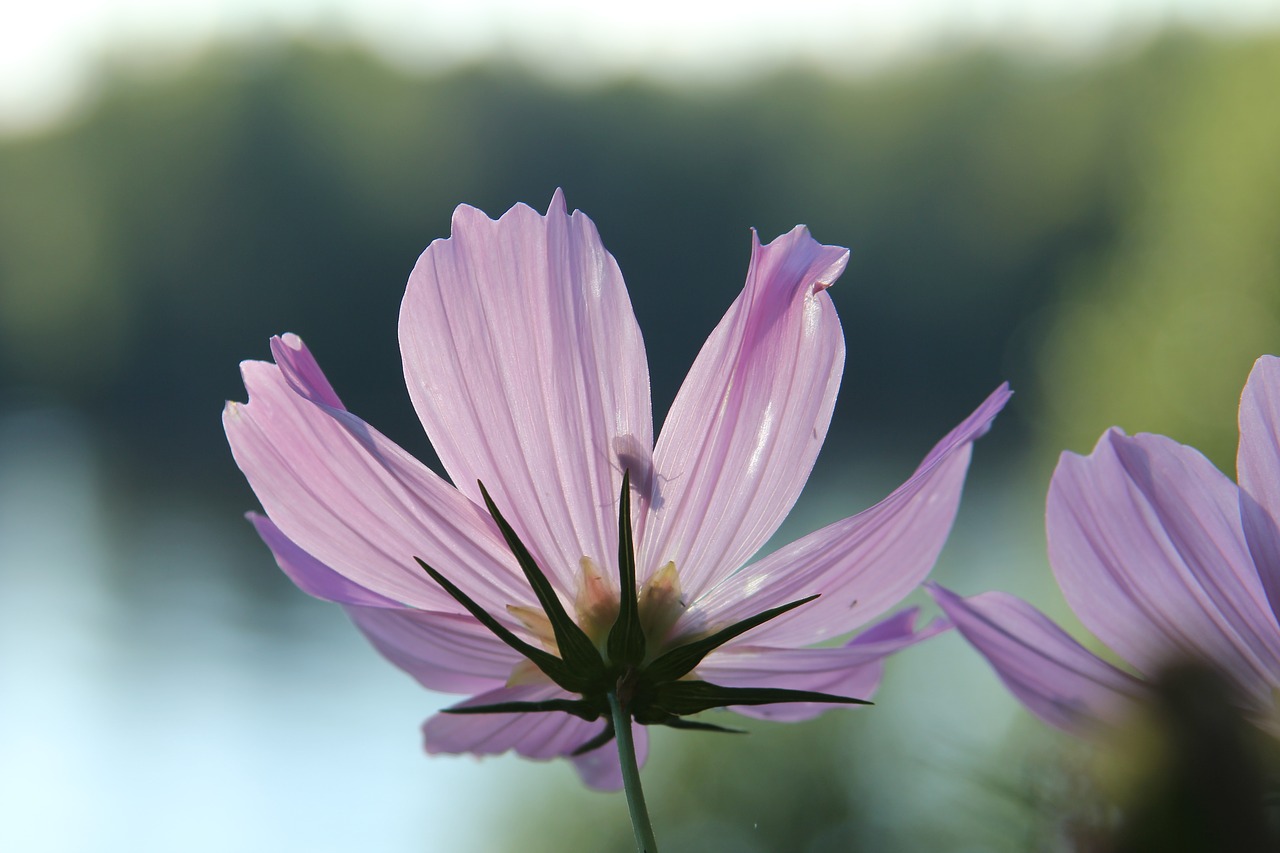 nature flower flora free photo