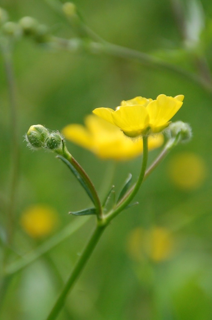 nature plant sheet free photo