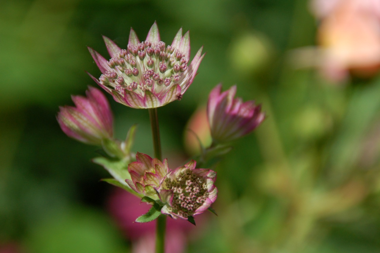 nature plant summer free photo