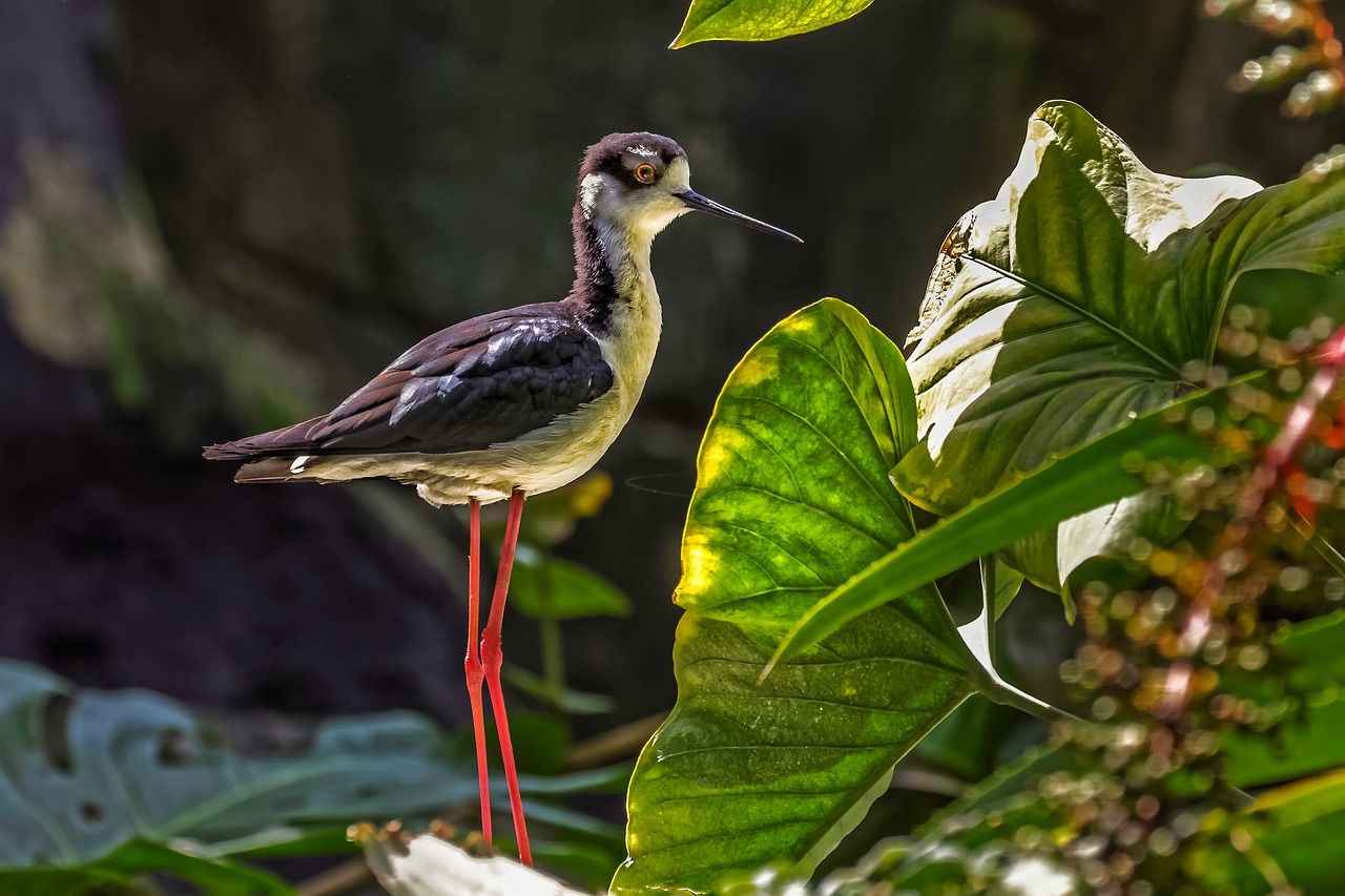 nature outdoor bird free photo