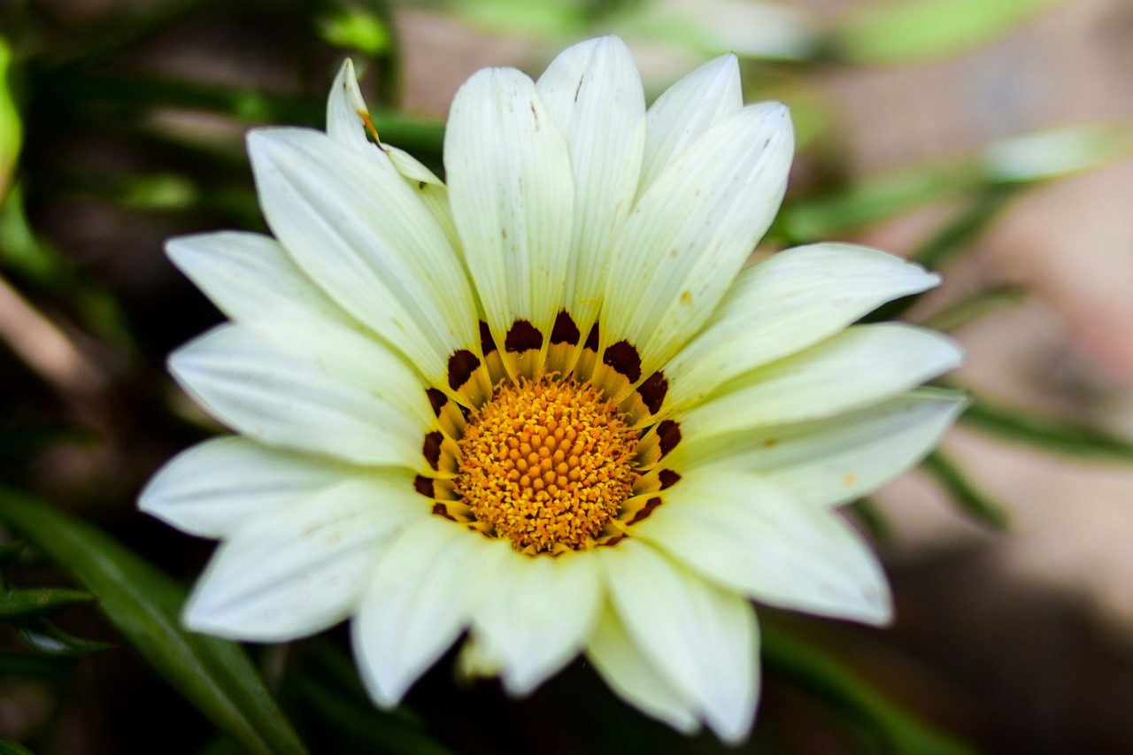 nature flower plant free photo