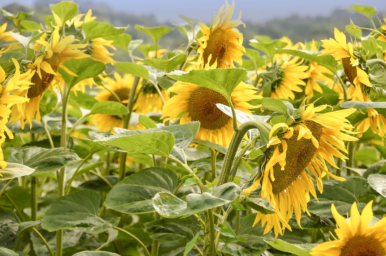 nature flora flower free photo