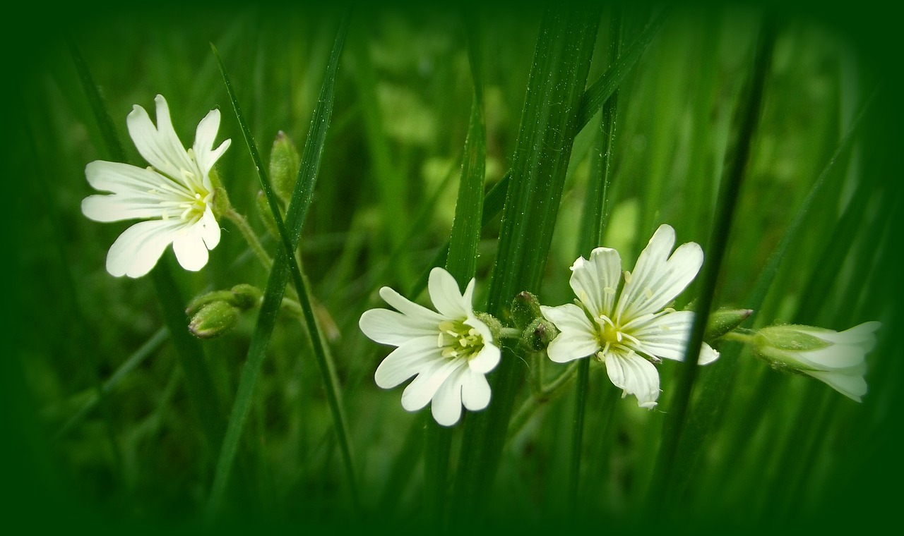 nature plant flower free photo