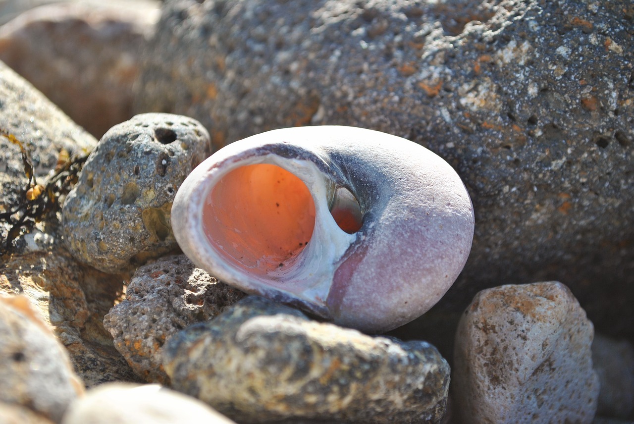 Shell stone. Камень в оболочке.