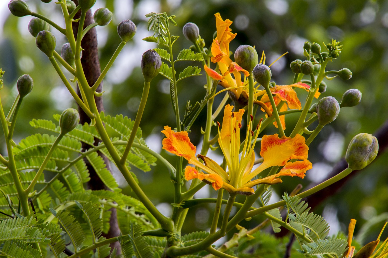 nature plant leaf free photo