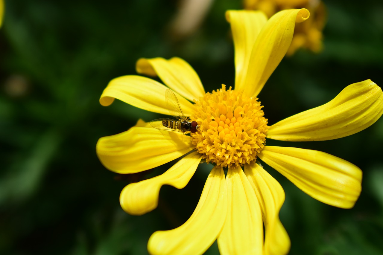 nature summer plant free photo