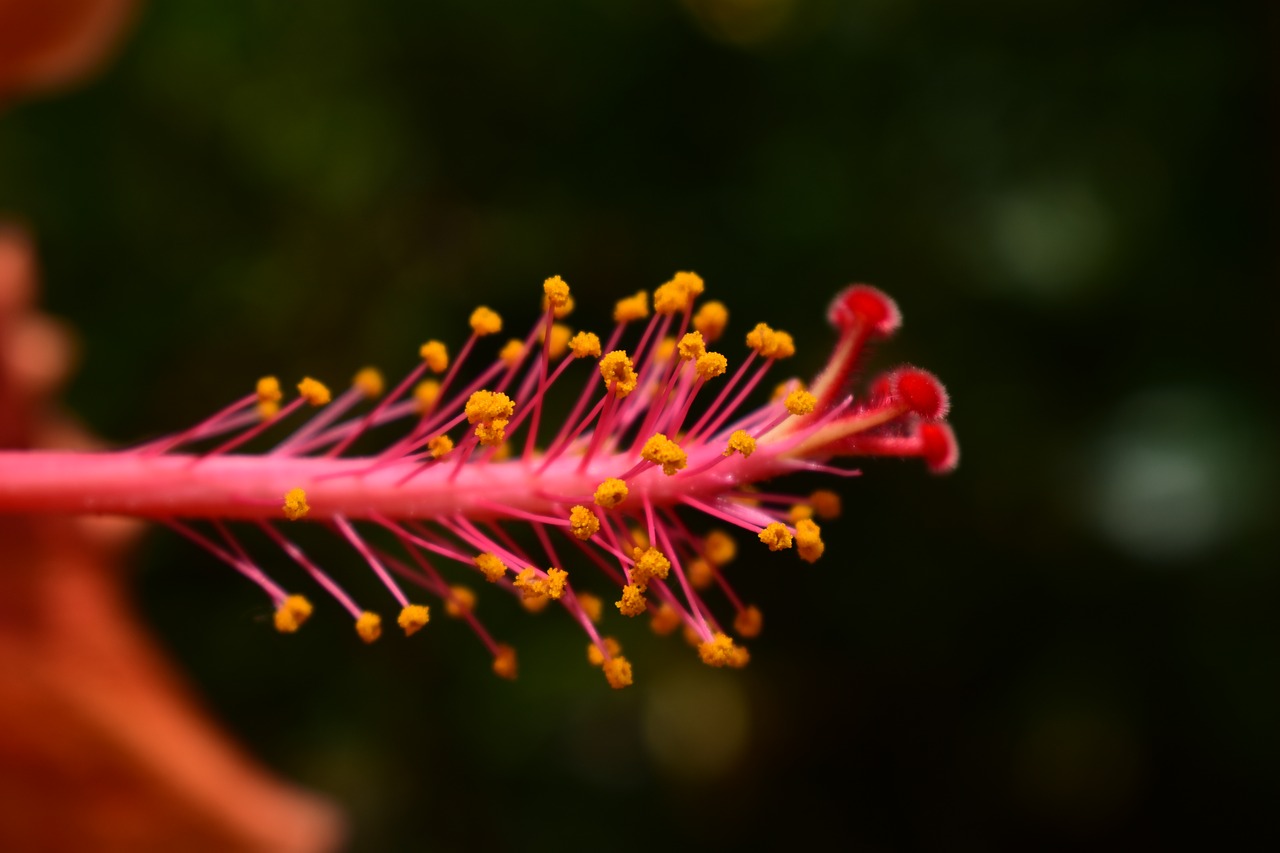 nature flower outdoors free photo