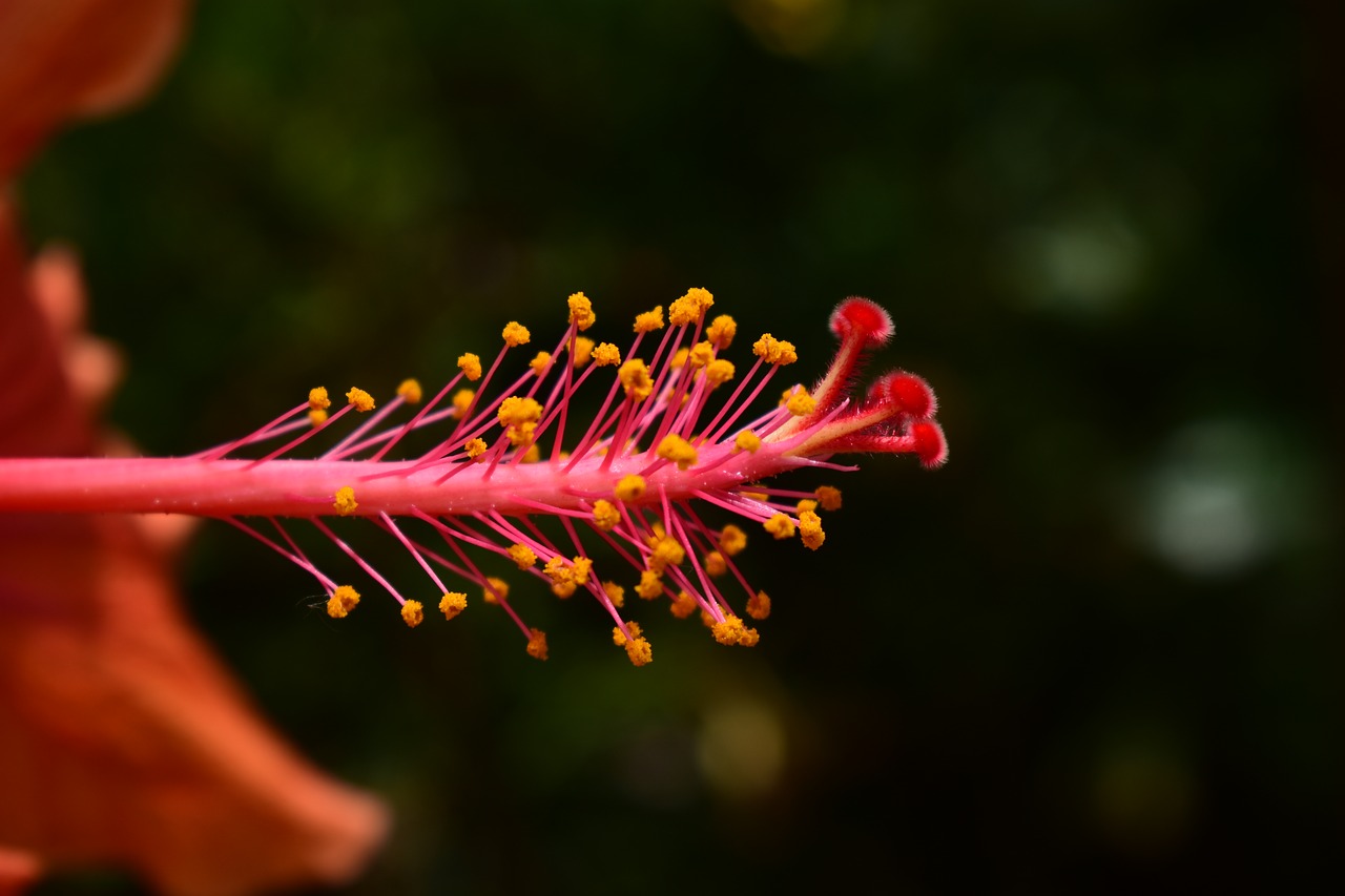 nature flower outdoors free photo