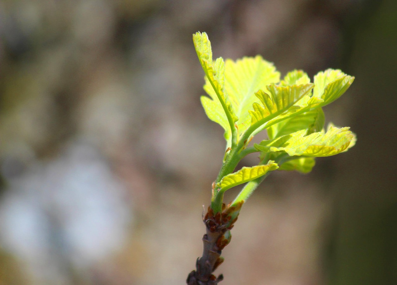 nature leaf flora free photo