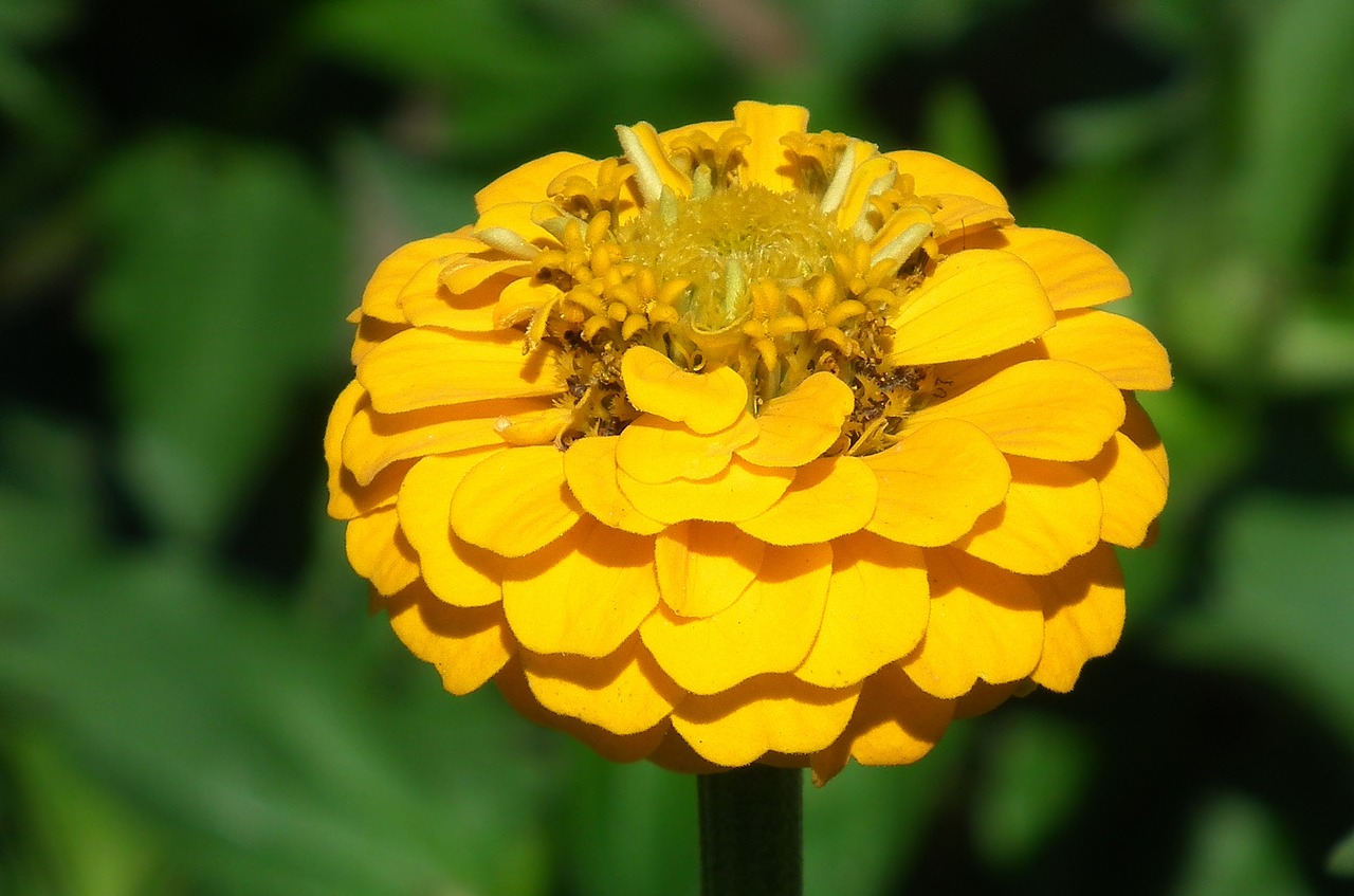 nature flower zinnia free photo