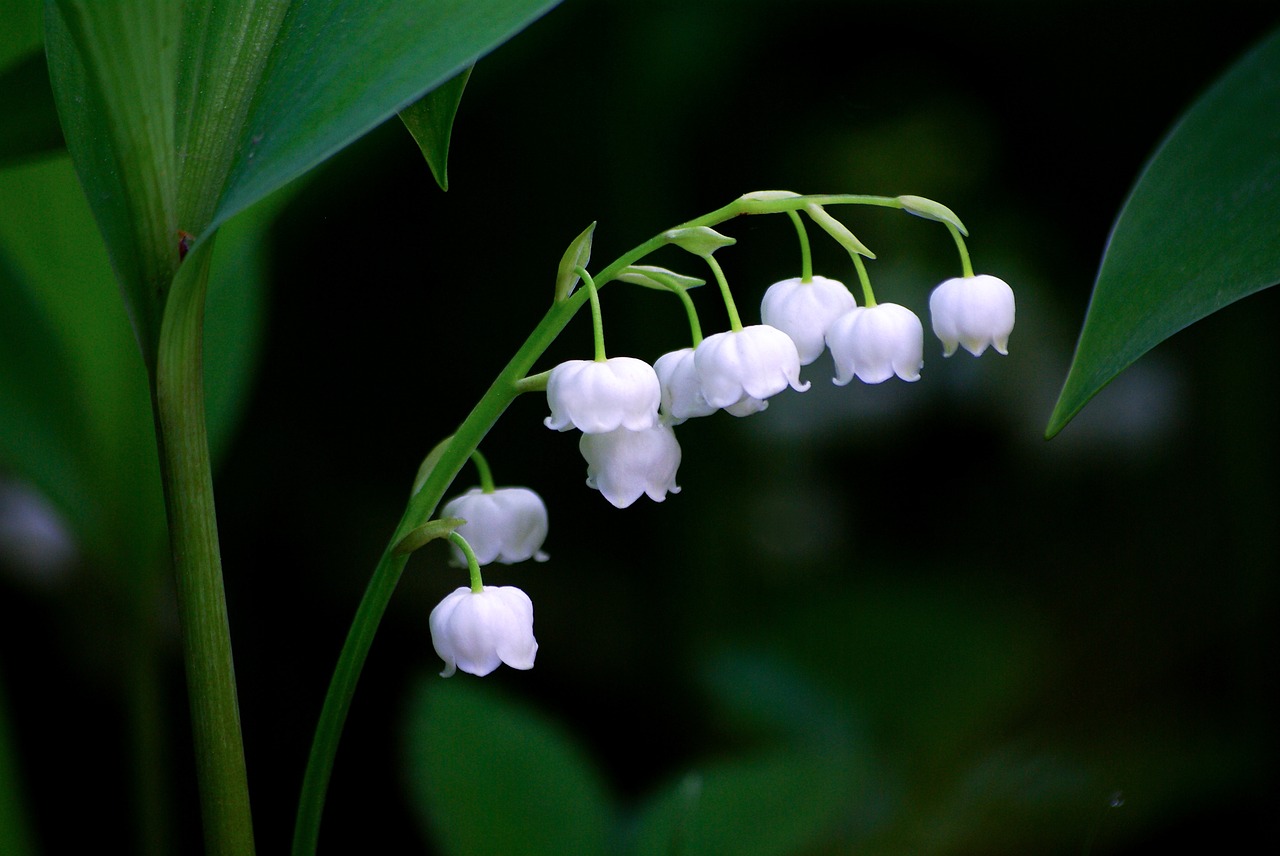 nature plants leaf free photo