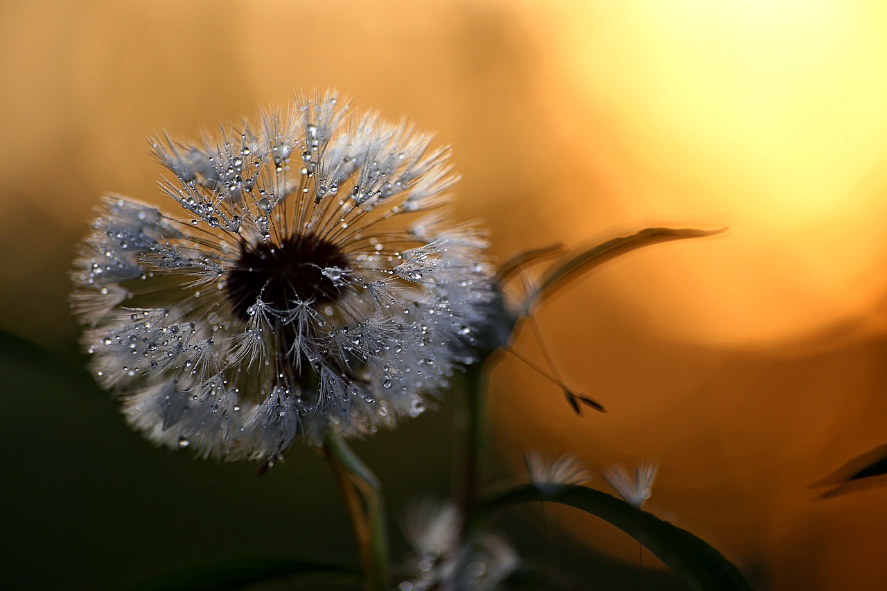 nature dandelion living nature free photo