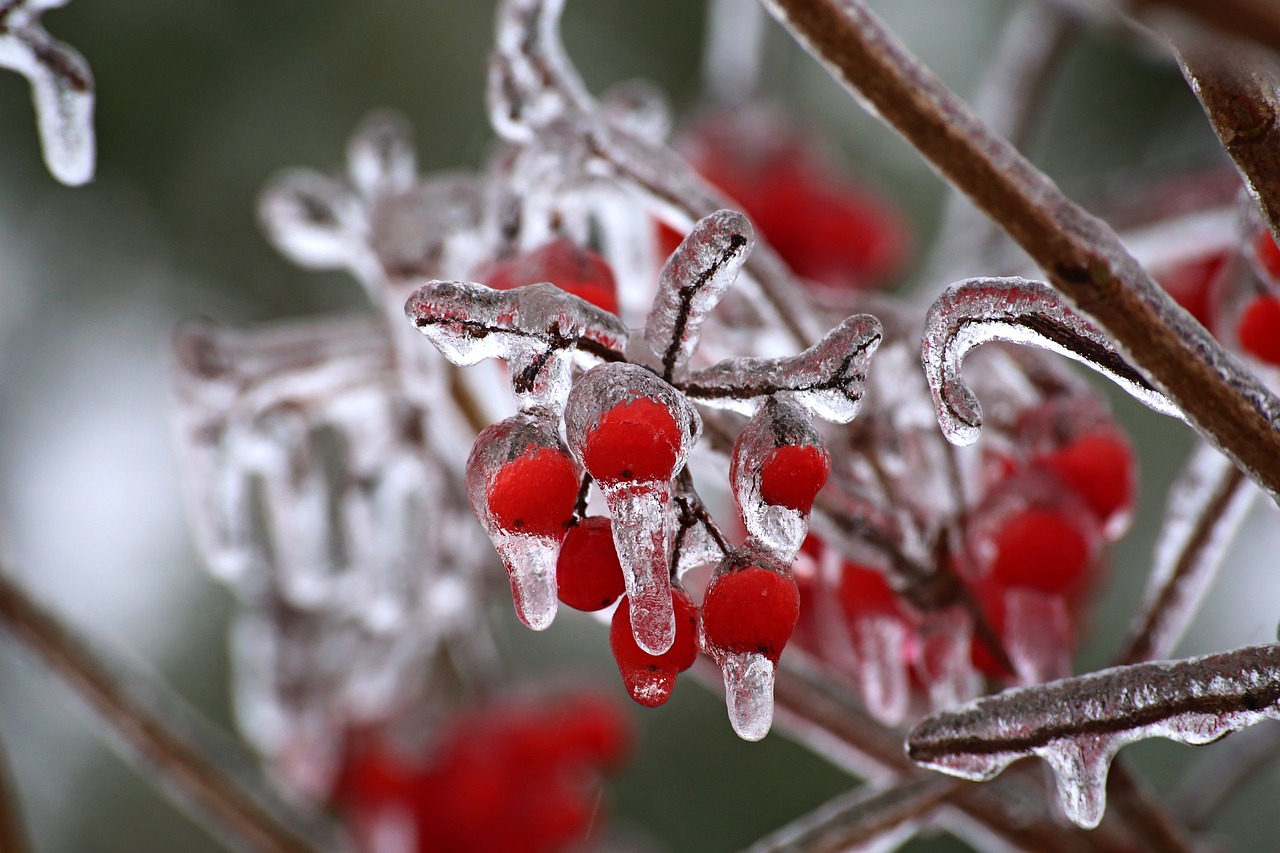 nature winter berry free photo