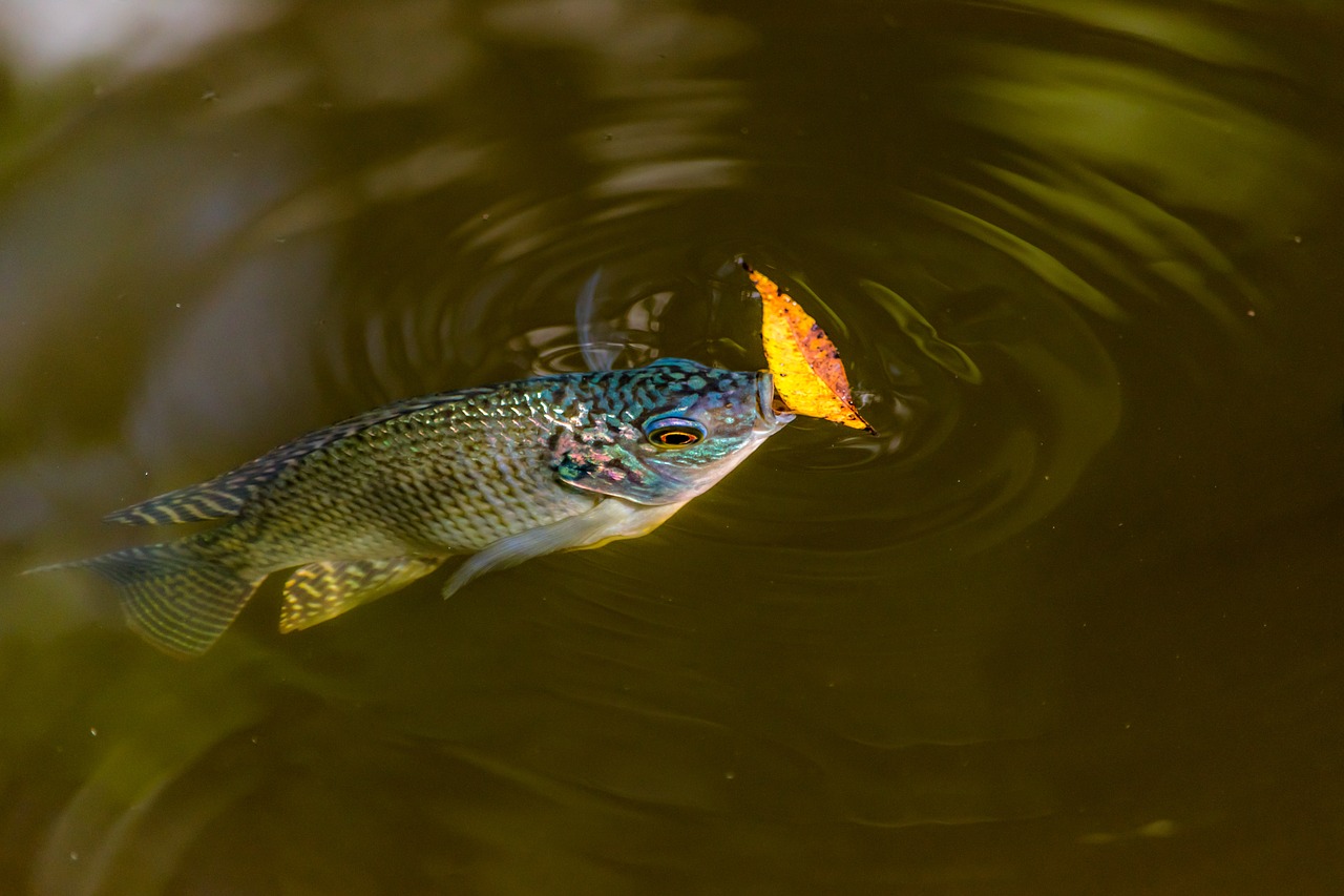 nature water outdoors free photo