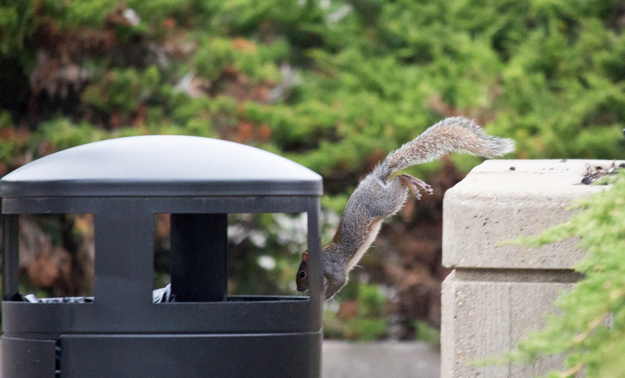 nature outdoors squirrel free photo