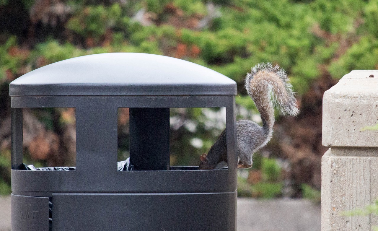 nature squirrel trash free photo