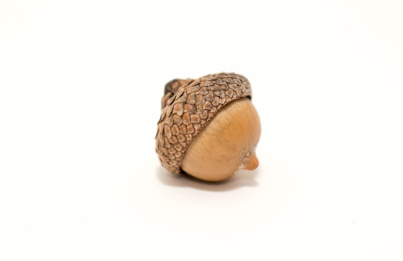 nature acorn nut free photo