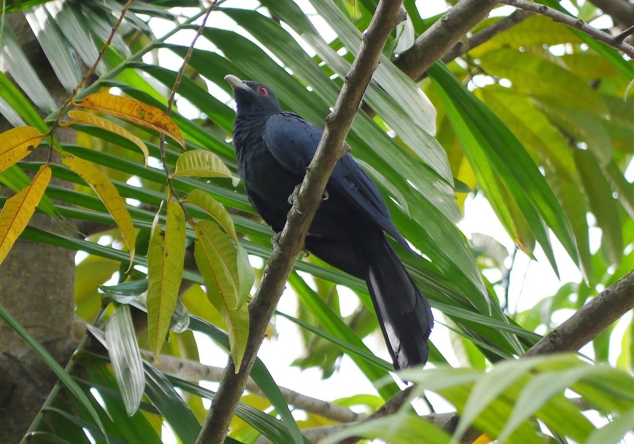 nature tropical tree free photo