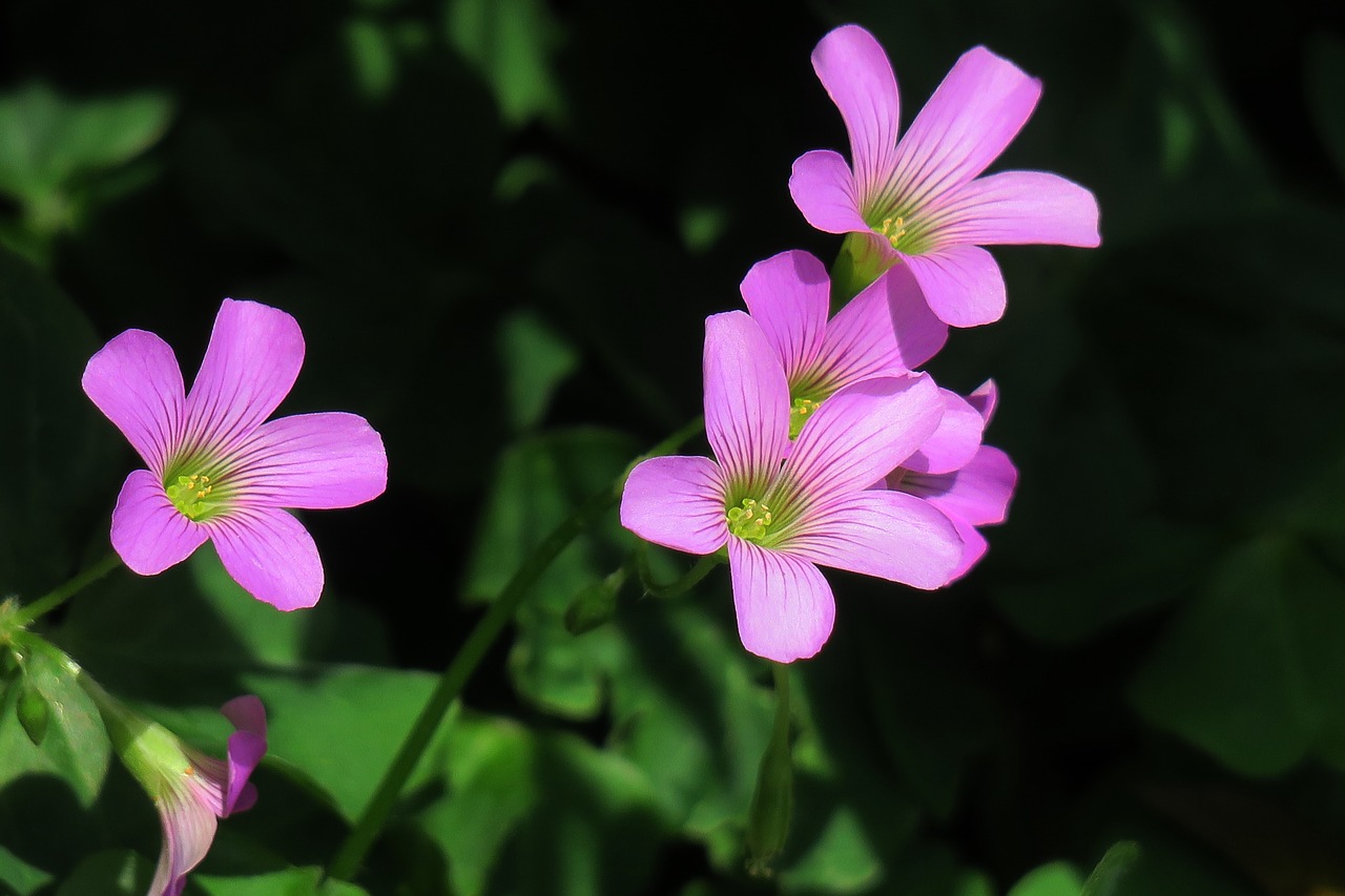 nature plant flower free photo