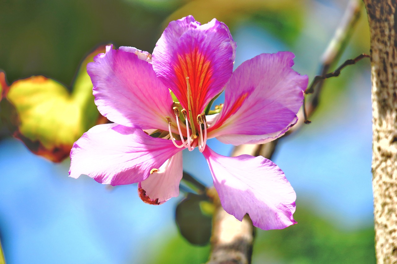 nature flower plant free photo