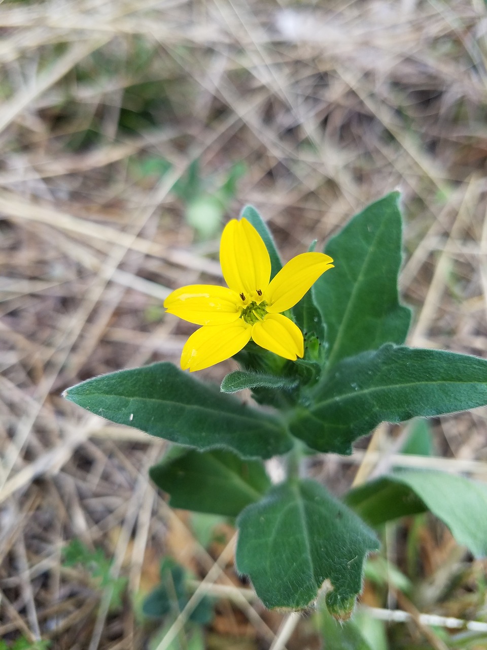 nature flora flower free photo