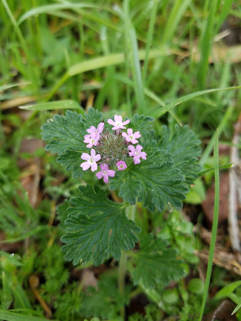 nature flora flower free photo