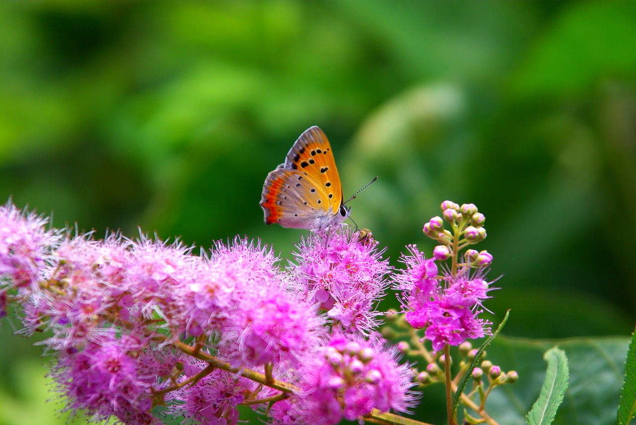 nature flowers plants free photo