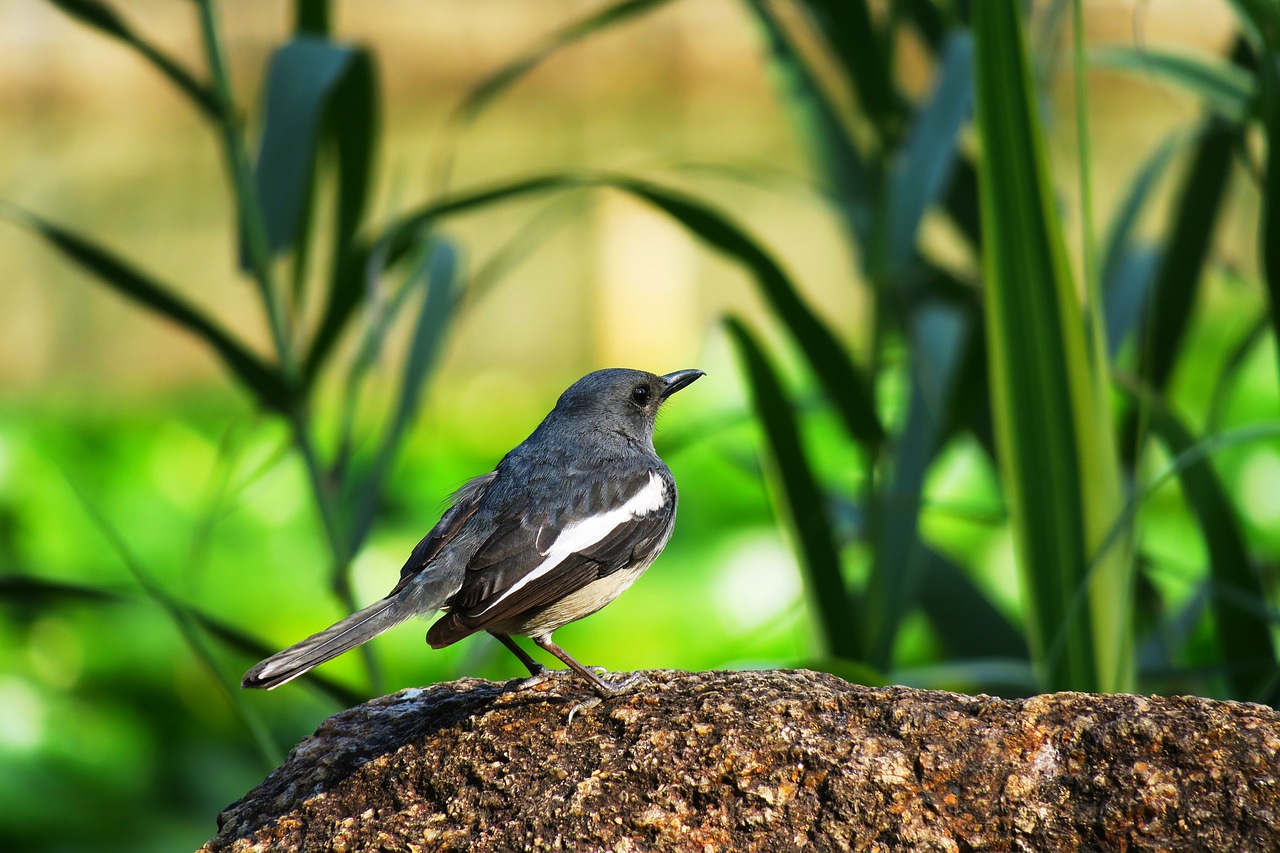 nature bird wildlife free photo