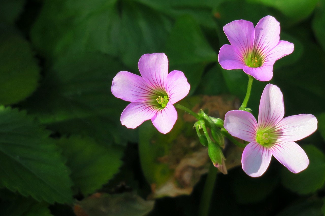 nature outdoor plant free photo