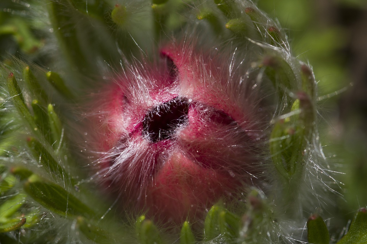 nature flora closeup free photo